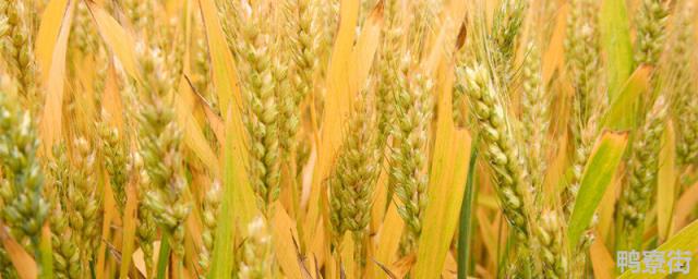 小麦品种介绍