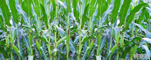 活杆成熟的玉米品种 活杆成熟的玉米品种缺点