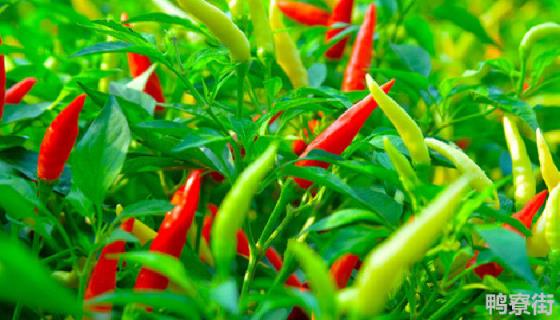 辣椒亩产量一般多少斤